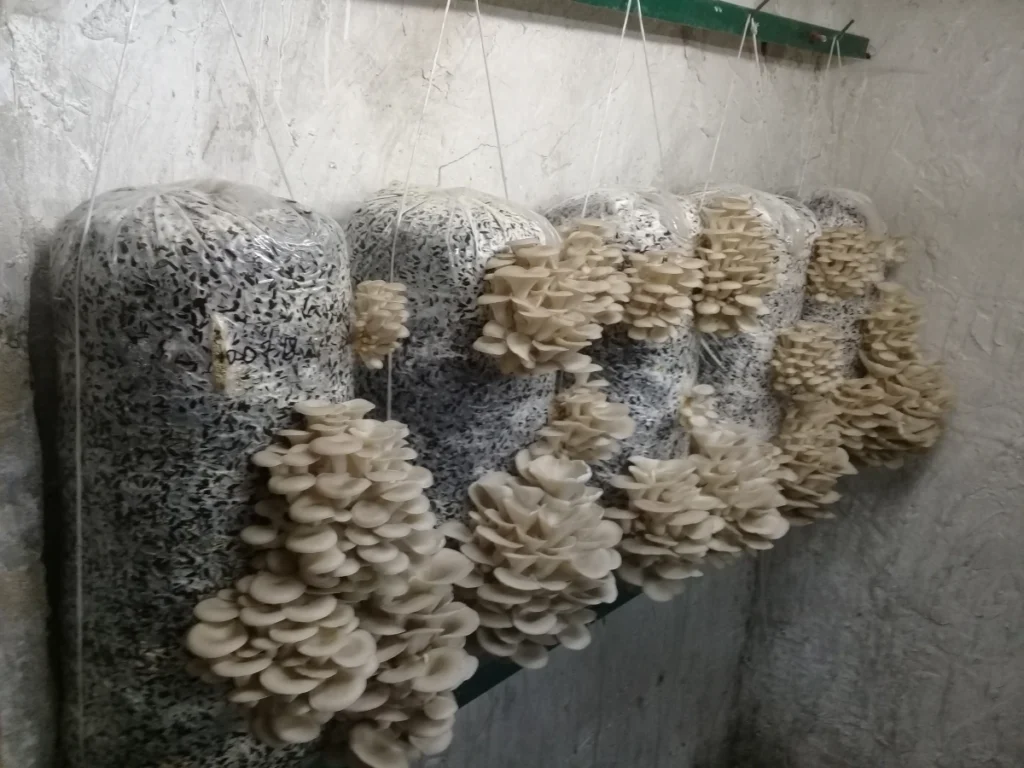 Крупная друза вешенки, где края шляпок начали выпрямляться, но еще не раскрылись полностью