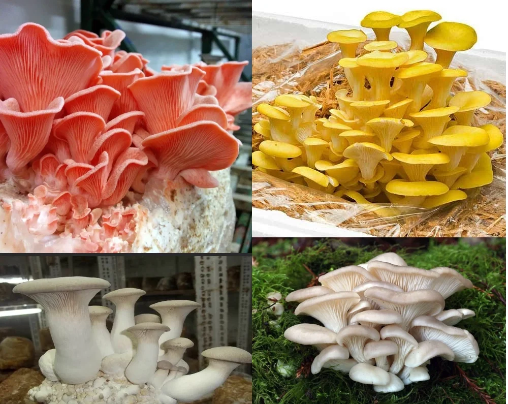Ассорти из разных видов вешенки: розовая, лимонная, королевская, классическая серая
