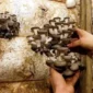 Памятка: как правильно снимать вешенки с блока