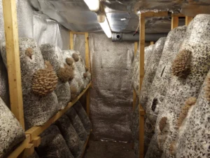 Грибные блоки вешенки с зачатками грибов в выростной камере